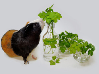 One tricolored (white, brown and black)  guinea pig with  tasty fresh green raw parsley leaves in the little glass bottle.