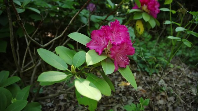 Rhododendron, beautiful flowers sway in the wind