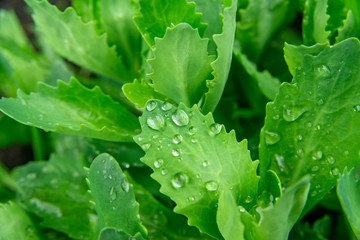 Leaves of garden plants with drops of water after rain, closeup top view