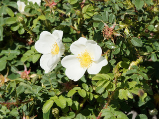 Rosa spinosissima oder pimpinellifolia | Bibernell-Rose mit einzelnen blumen reinweiße bis rötlich angelaufene Färbung an den kurzen Bräunliche Zweige mit geraden Stacheln und dunkelgrünen Laubblätter