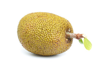Artocarpus heterophyllus, Asian fruit