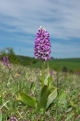 Blooming Military orchid (Orchis militaris) in Strabisov-Oulehla Nature Reserve from Czech Republic
