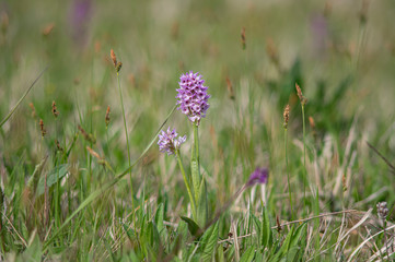 Neotinea tridentata, the three-toothed orchid, Strabisov-Oulehla Nature Reserve, Czech Republic