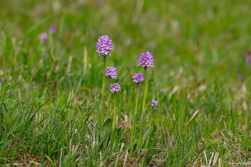Neotinea tridentata, the three-toothed orchid, Strabisov-Oulehla Nature Reserve, Czech Republic