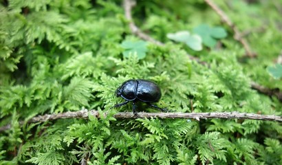 beetle on moss macro
