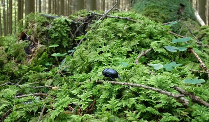 beetle on moss macro