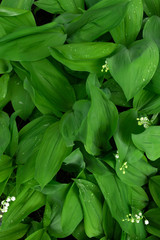 Leaves of lily of the valley with drops of water after rain, closeup top view