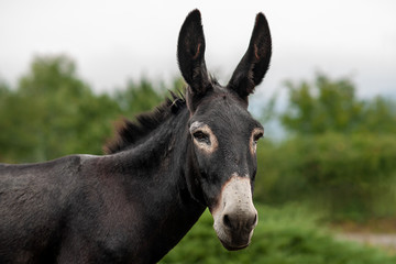 Obraz na płótnie Canvas grey donkey on green background, big ears, nature photography, animal photo, green background