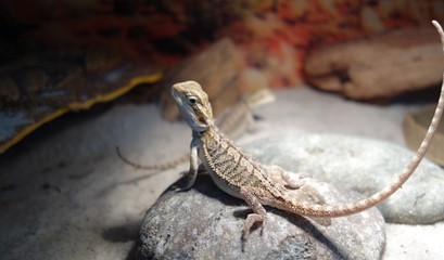 Bearded agama basks on a stone