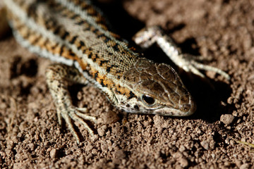cute lizard in nature close-up
