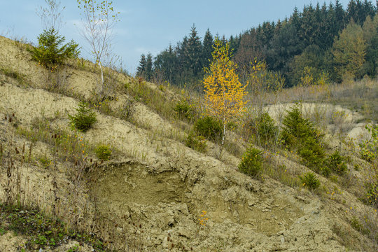 Sandh&uuml;gel mit Pionierbaumarten