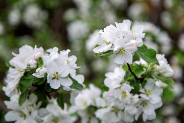 spring flowers on an apple tree