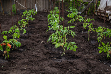 tomato seedlings on the plot