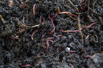 red earthworms in the ground and compost
