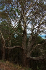 Gum trees on Sir Stanley Whitehead Track in Nelson,Tasman Region on South Island of New Zealand
