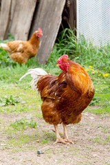 beautiful cock turned his head and looks at you