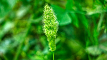 green grass with dew drops