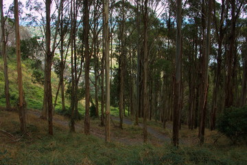 Obraz premium Gum trees on Sir Stanley Whitehead Track in Nelson,Tasman Region on South Island of New Zealand 