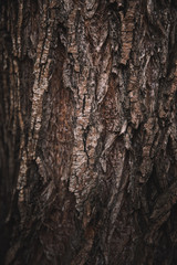 Obraz premium magic forest, roots and branches