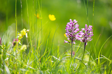 Military orchid (Orchis militaris) native to Europe in wildflower meadow in bokeh (Kaiserstuhl...
