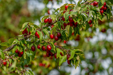 Dogwood berries are hanging on a branch of dogwood tree.