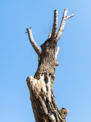 Fototapeta na wymiar spring in city - bottom view of dried pruned poplar tree with blue sky on background in urban yard