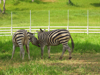 Fototapeta na wymiar Herd Zebras are grazing in the zoo with green field background. 