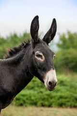 Obraz na płótnie Canvas grey donkey on green background, big ears, nature photography, animal photo, green background
