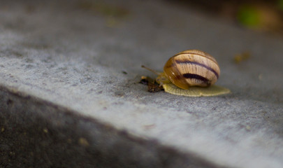 snail on a leaf