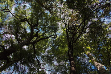 Trees in Pelorus Bridge Scenic Reserve,Marlborough Region on South Island of New Zealand
