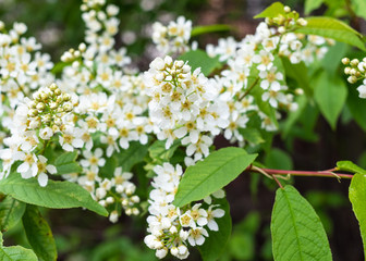spring in city - white blossoms of bird cherry in urban garden (focus on flowers on foreground)