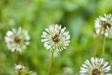 dandelion on green grass