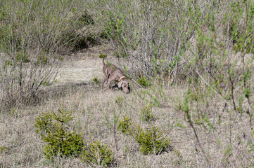 Weimaraner Jagdhund schnüffelt auf Sandboden