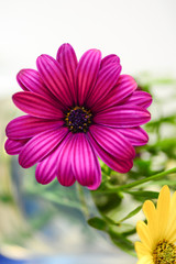 beautiful big isolated pink flower with lot of small petals