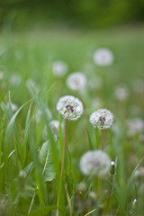 dandelion in the grass