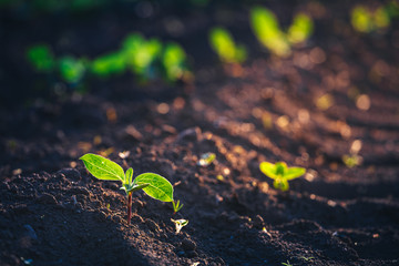 Small seedlings grow in the newly cultivated soil