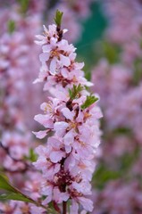 pink almond blossom
