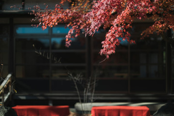 紅葉
