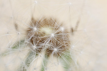 Beautiful dandelion on light background, closeup