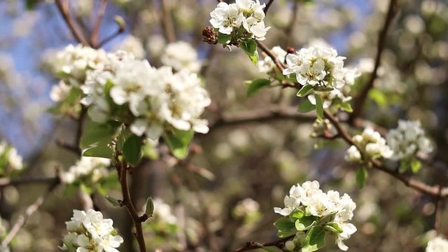 Blooming Pear Tree Branch Swaying in the Wind Background. White Pear Flower Bloom in Spring in Latvia. Close Up Bokeh