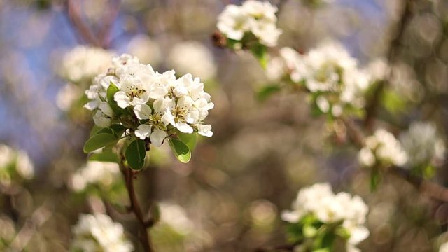 Blooming Pear Tree Branch Swaying in the Wind. White Pear Flower Bloom in Spring in Latvia. Close Up Bokeh