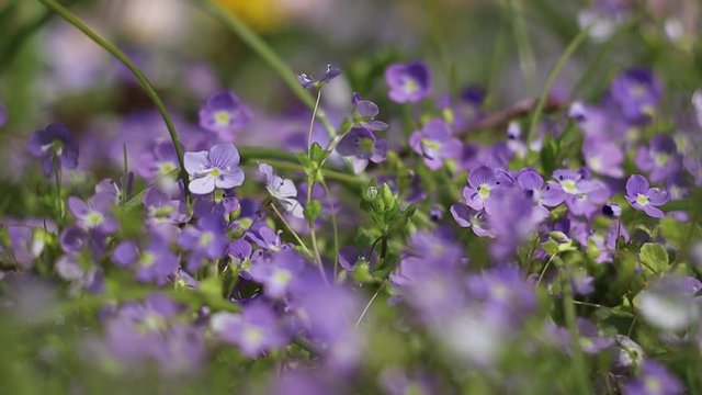 Little Purple Spring Flowers Blooming in a Field. Close up, Zoom in Bokeh
