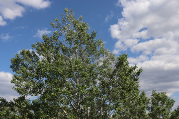 Poplar near  the house.May 2020.