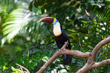 Pretty toucan on the branch