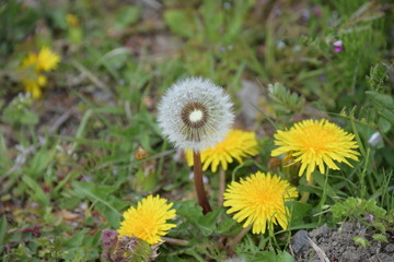 タンポポの花と綿毛