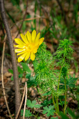 Flowers, flowering, blossoming. Spring nature, beauty, environment. New life awakening, youth, growth concept