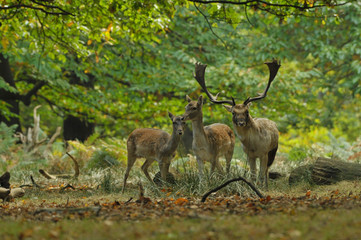 Fallow deer dama dama in autumn colours