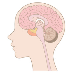 人間の体_脳_文字なし