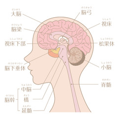 Fototapeta premium Brain anatomy labeled diagram illustration