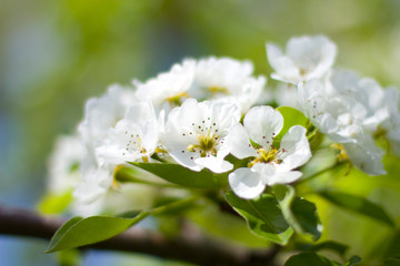pear tree blossom